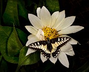 Wyethia helianthoides - White Mule's Ears - Swallowtail 18-9543